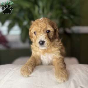 Chloe, Cockapoo Puppy